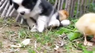 Funny and cute video . A beautiful moment
