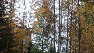 Walk in nature