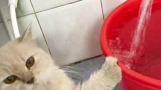 Cute cat 83