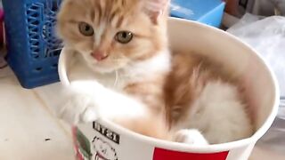 Cute cat 84