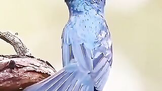 burung-burung cantik berkicau di alam liar(720P_HD).