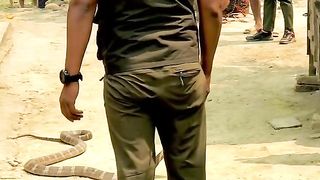 "Thrilling Cobra Rescue Mission: 2 Nawalpur, Nepal" #kingcobra #rescue #nawalpur #Nepal