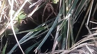 Animal lovers