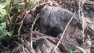 Animal's lover 7