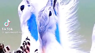 Nature 132