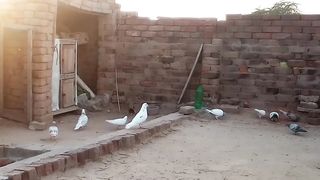 شیر دل