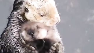 Mother sea otter holding her cub