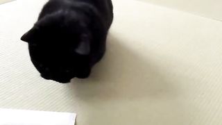 A black cat bringing a towel
