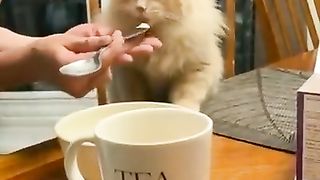 Cat's reaction to eating ice cream