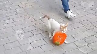 Mother cat stealing chicken for her children