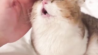 petted cat