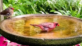 Birds_taking_a_bath._[Vídeo]_em_2023_|_Bebedouros_para_passaros,_Animais_da_natureza,_Pássaros_bonitos.