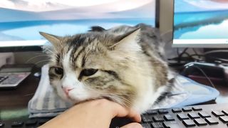Cat sleeping soundly with neck touched