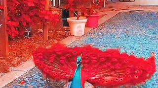 Natural video 38