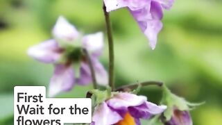 ???? Get more potatoes by waiting for these two things to happen! #growingpotatoes #harvestingpotatoes