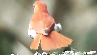 burung-burung cantik berkicau di alam liar(720P_HD). 2