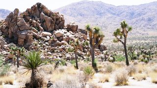 "Desert Solitude: A Visual Quest Through Arid Beauty"