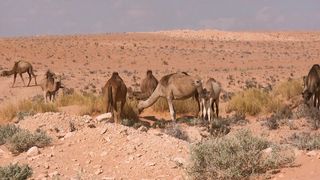 "Camel Caravans: Journey through Desert Sands"