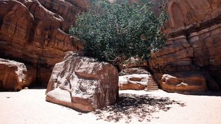"Eternal Sands: A Desert Odyssey"