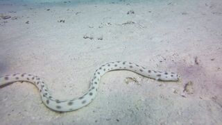 "Serpent Realm: A Fascinating World of Snakes"
