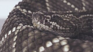 "Slithering Wonders: Exploring the Lives of Snakes"