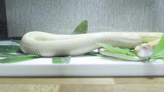 "Venomous Secrets: A Close Encounter with Snakes"
