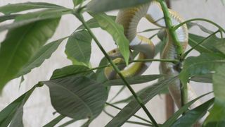 "Silent Predators: Unraveling the World of Snakes"