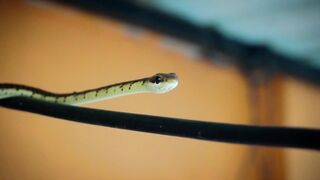 "Snake Kingdom: A Journey into the Serpent's Lair"