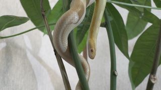 "Secrets of the Serpent: A Closer Look at Snake Behavior"