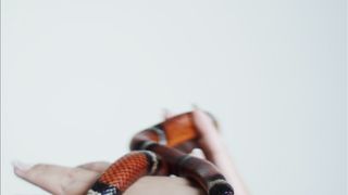"Fangs and Scales: A Serpent's Story"