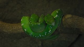 "Snake Chronicles: Tales from the Reptile Realm"