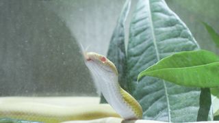"Silent Predators: A Documentary on Snakes"