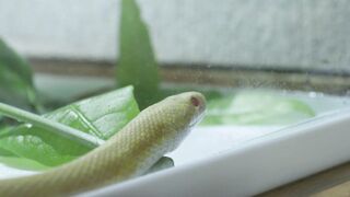 "Silent Predators: A Documentary on Snakes" 2