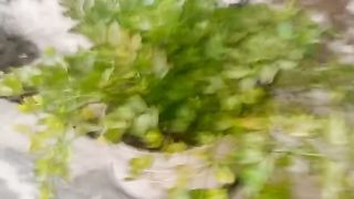 Celery plant