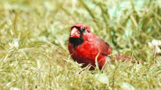 "Feathered Marvels: Exploring the World of Birds"