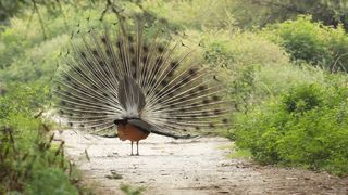"Wings of Wonder: A Birdwatcher's Dream"
