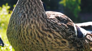 "Avian Symphony: Nature's Songbirds"
