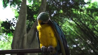 "Flight of Freedom: A Journey with Birds"