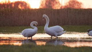 "Birder's Paradise: A Visual Feast of Feathered Friends"