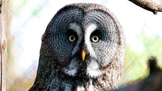 "Feathered Explorations: Discovering the Birdlife of the World"