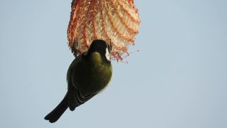 "Chirps and Whistles: Birdlife in Harmony"