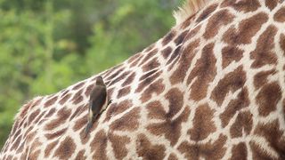 "Wingspan Wonders: A Close-Up Look at Birds"