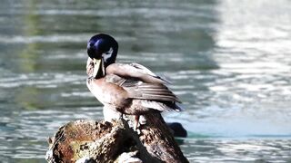 "Avian Allure: Captivating Beauty of Feathered Creatures"
