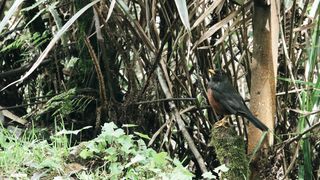 "Birds of the Wild: A Cinematic Journey through Nature"