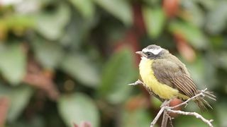 "Feathered Friends Unleashed: A Birdwatcher's Paradise"