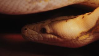"Slithering Wonders: A Closer Look at Serpents"