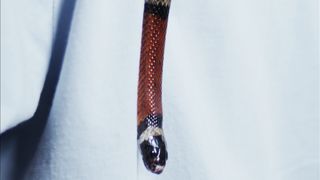 "Serpents Unmasked: Exploring the Secrets of Snakes"