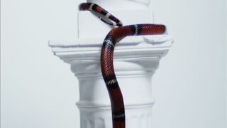 "Serpentine Wonders: Discovering the Beauty of Snakes"