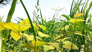 Amazing Nature in World | Green Nature | Soothing Video | #nature #shortsvideo #status
