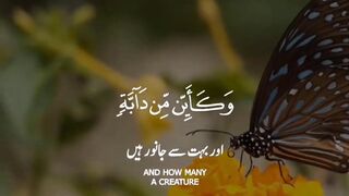 Surah-Al-Ankabut Ayah 60 __ Quran Whatsapp Status __ Quran urdu __ Qari AbulAziz